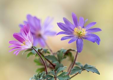 Purple and Pink Flowers