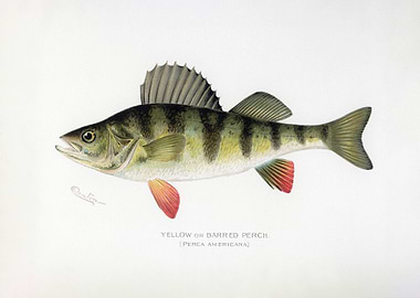 Yellow or Barred Perch