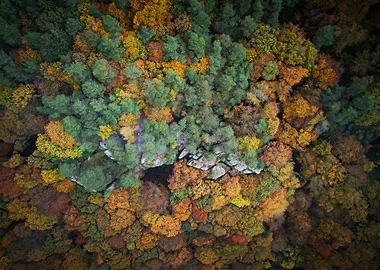 Autumn Forest Aerial View