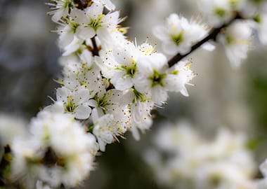 White Blossom Branch