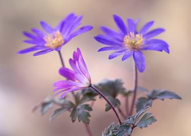 Purple Flowers in Bloom