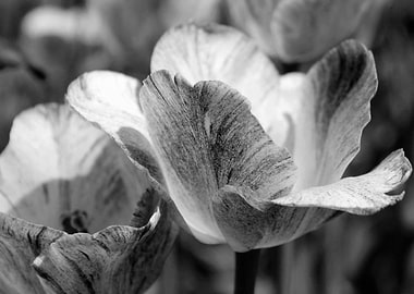 Black and White Tulip Close-up