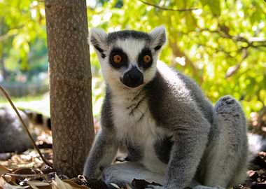 Ring-tailed Lemur Portrait
