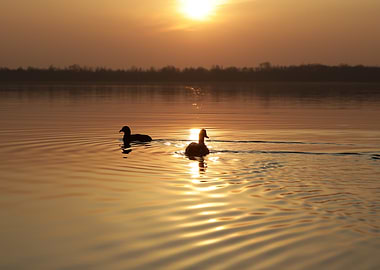 Sunset Ducks
