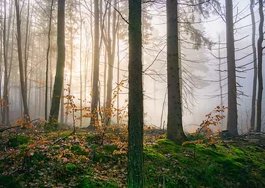 Misty Forest Sunrise