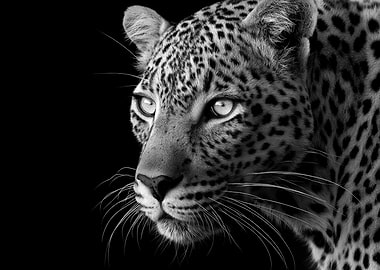 Leopard Portrait Photo