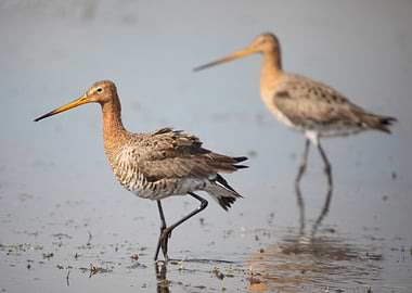 Black-tailed Godwit in Shallow Water