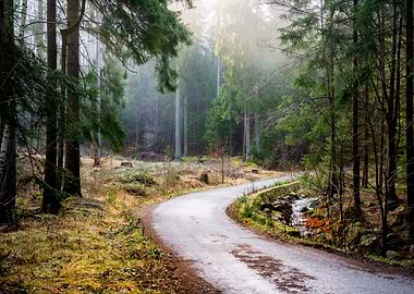 Forest Road in Mist