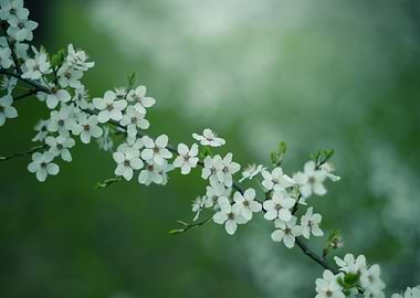 White Blossoms on Branch