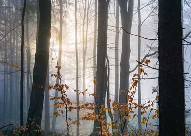 Misty Forest Sunrise