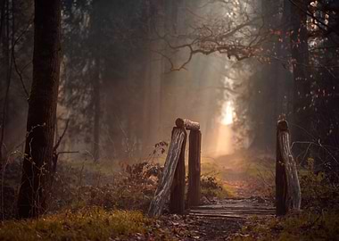 Misty Forest Path