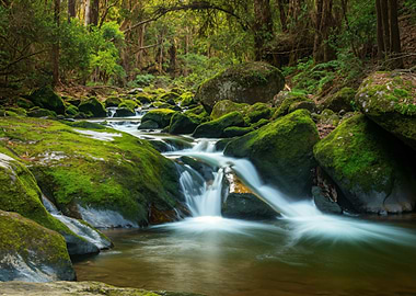 Moss Covered Stream