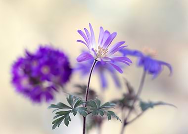 Purple Flowers in Bloom