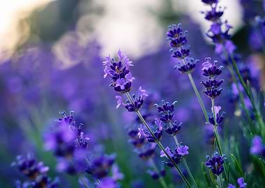 Lavender Field Close-Up