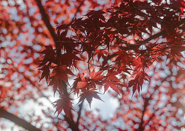 Autumn Maple Leaves in Japan