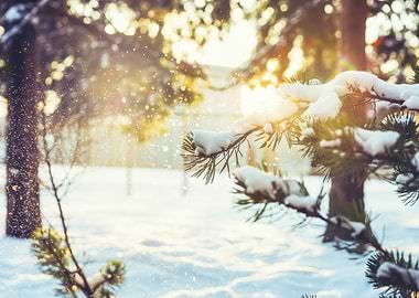 Snowy Pine Branch Sunset