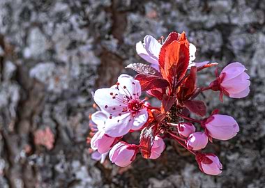 Pink Cherry Blossom Close-Up