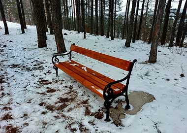 Snowy Bench in Forest
