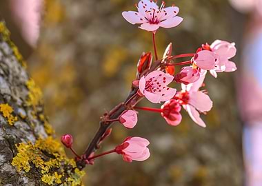 Pink Cherry Blossoms