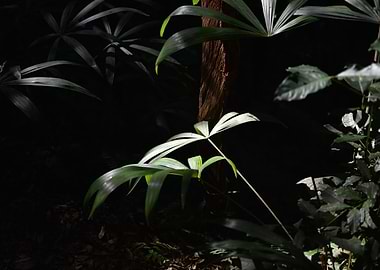 Sunlight in the Jungle