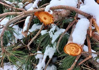 Snow-Covered Pine Branches