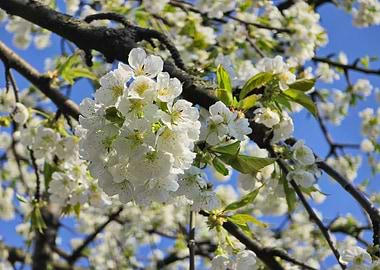 White Cherry Blossoms Against a Bright Blue Sky