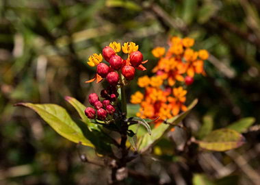 Red and Orange Flowers