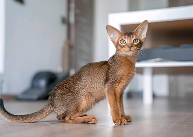 Abyssinian Cat Portrait