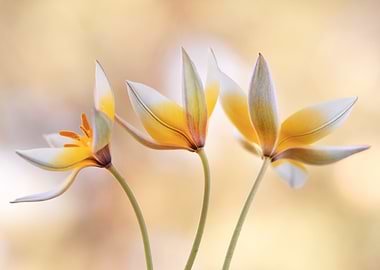 Yellow and White Tulips