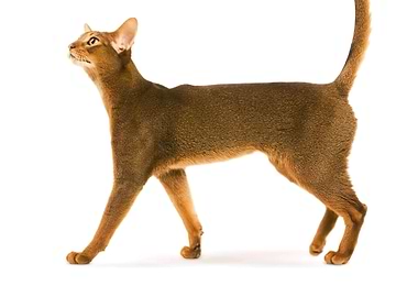 Abyssinian Cat Walking