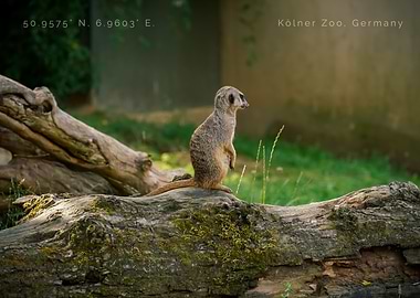 Meerkat on Log