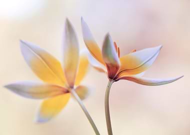 Delicate Yellow Flowers