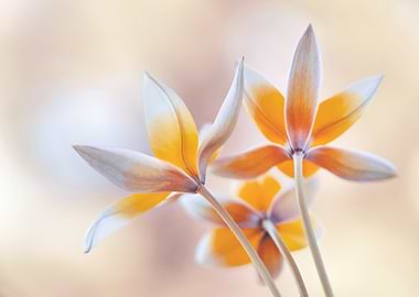 Delicate Yellow Flowers