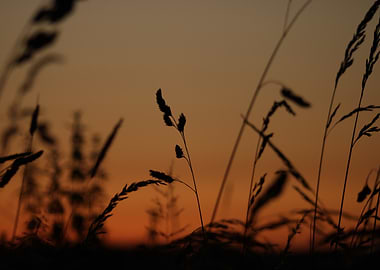 Silhouetted Grass at Sunset