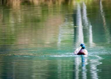 Mallard Duck on Calm Water