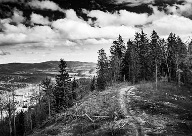 Forest Path Landscape