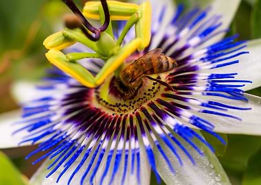 Bee on a Passion Flower