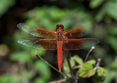Red Dragonfly on Branch