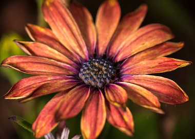 Orange Daisy Close-Up