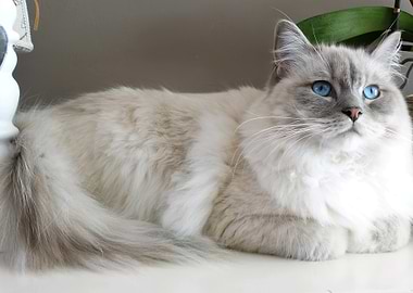 White Cat with Blue Eyes