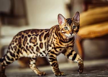 Bengal Cat Portrait