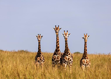 Four Giraffes in Grass