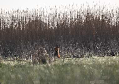 Red Fox in Grassland