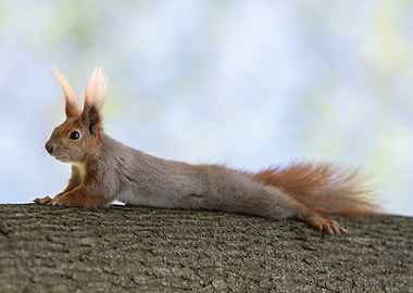 Red Squirrel on Branch