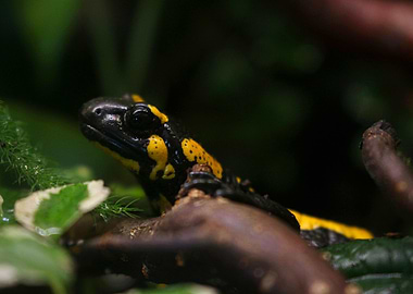 Fire Salamander Close-Up