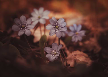 Delicate Blue Flowers