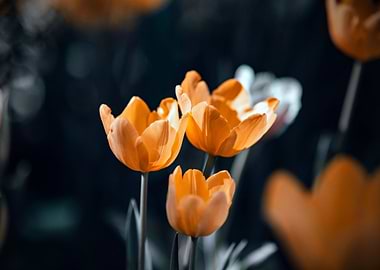Orange Tulips Close-Up Floral Art