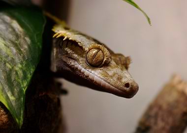 Crested Gecko Close-Up