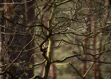 Bird on Bare Branch