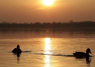 Ducks at Sunset